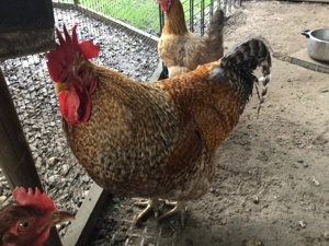 Bildhübscher Bielefelder Hahn, zahm und zutraulich, vom August 2024, beringt, entwurmt und geimpft !