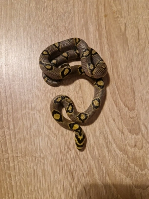 Mandarinnatter 1.0 Sichuan