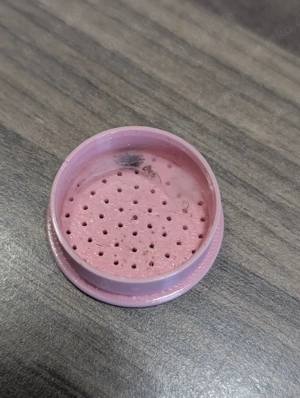 Phidippus regius white Bahamas 