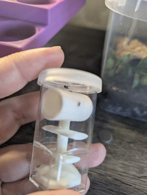 Phidippus regius Sierra de Bahoruco 