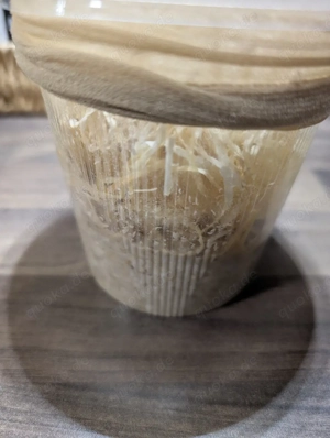 Drosophila melanogaster Zuchtansatz 