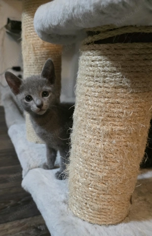 Russisch Blau Kitten (Jungs) zur Reservierung
