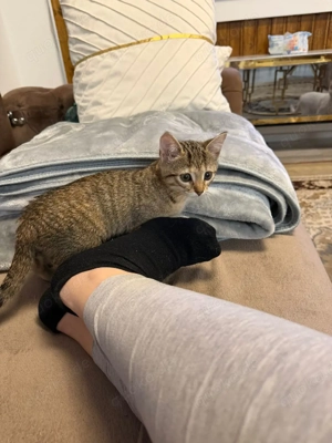 Das hübsche Mädchen sucht ein Haus.