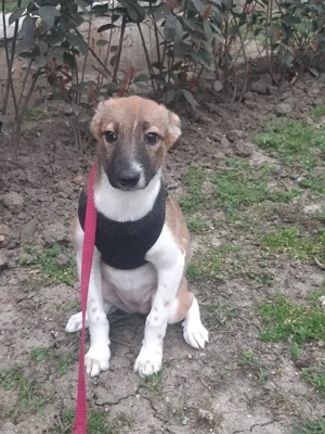 Mica, 5 Monate, wird ca. 50 cm