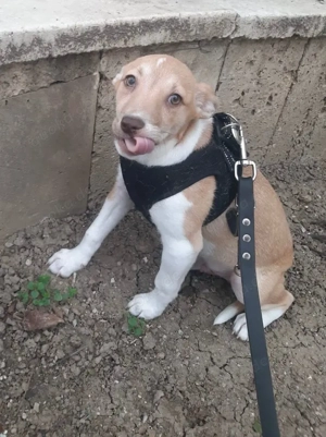 Welpe Anton, 5 Monate, wird ca. 50 cm