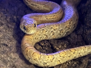 Junge Kornnatter abzugeben