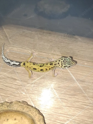 Leopardgecko von 25