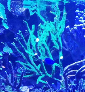 Korallen,Aquarium,Meerwasser, Korallenableger 