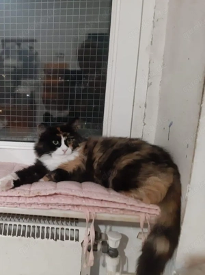 Marble, 2 Jahre, Fiv positiv, Wohnungshaltung, einzeln Bild 2
