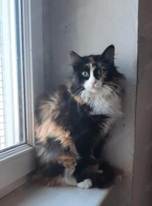 Marble, 2 Jahre, Fiv positiv, Wohnungshaltung, einzeln