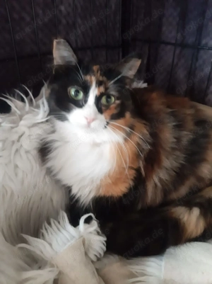 Marble, 2 Jahre, Fiv positiv, Wohnungshaltung, einzeln Bild 4