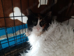Marble, 2 Jahre, Fiv positiv, Wohnungshaltung, einzeln Bild 3