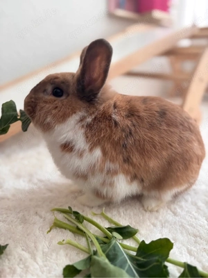 Rammler in gute Hände abzugeben