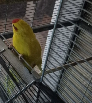 Ziegensittiche  Bild 2