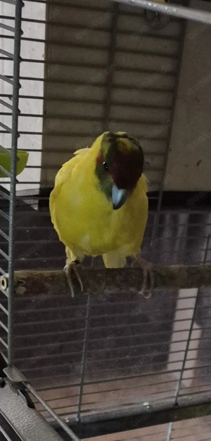 Ziegensittiche  Bild 4