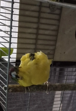 Ziegensittiche  Bild 3