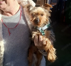 Elmo,  PS in 45481 Mülheim, ist ein ganz toller Kerl der Spaß macht und beschäftigt werden möchte