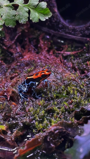 Verkaufe Ranitomeya Amazonica 1,0