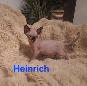 Canadian Sphynx Kitten suchen liebevolles zuhause 
