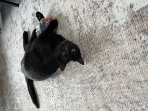 Lieber Kater sucht ein neues zu Hause  Bild 2