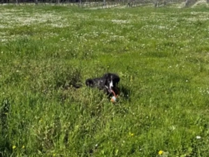 Neval sucht sein Zuhause (noch auf Sardinien)