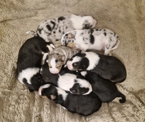 Australian Shepherd Welpen aus liebevoller Hobbyzucht