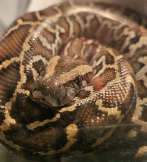 Tigerpython 1.0   10 Monate