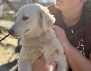 Marie, 29.3. PS 50170 Kerpen , ist ein typischer Welpe