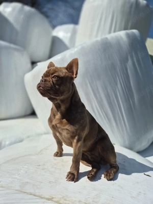 Deckrüde! Deckung gegen Welpen 