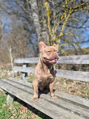 Deckrüde Französische Bulldogge 