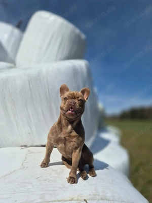Deckrüde Französische Bulldogge mit 5 Generationen Stammbaum 