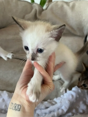 1süßes Katzenbaby ( weibchen)sucht  bald ein neues zu Hause
