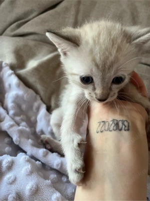 4 süße Katzenbabys suchen bald ein neues zu Hause