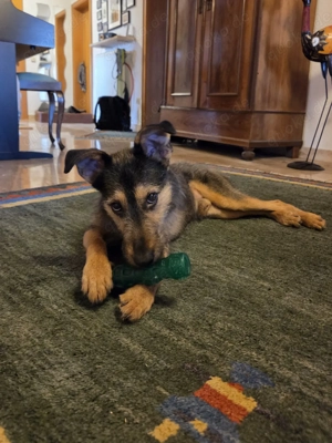 Tüske, ab 1.3. auf PS 68799 Reilingen wäre dankbar, wenn er ein liebevolles aktives Zuhause findend