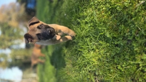 Malinois Mix Mädchen 