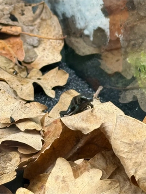 Dendrobates auratus Pena Blanca