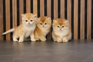 BKH-Mädchen, Reinrassig 