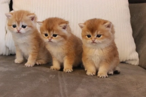 BKH-Kitten Golden shadet, reinrassig 