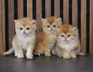 BKH - Kitten, Golden shadet, reinrassig.