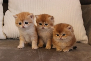 BKH-Mädchen, Reinrassig 