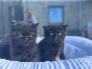    Zauberhafte BKH Kätzchen suchen ein liebevolles Zuhause   