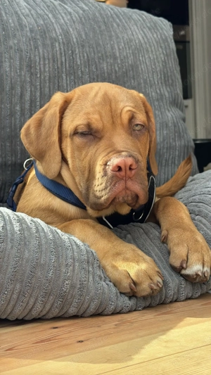 Bordeaux Dogge Welpe 