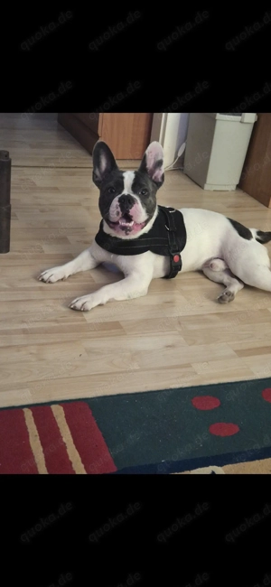 Französische bulldoge