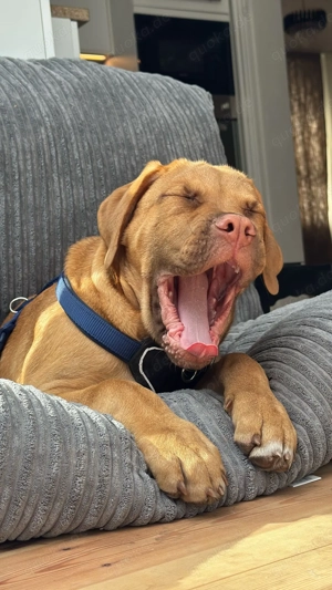 Bordeaux Dogge Welpe 