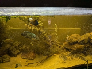 Aquarium 150cm Bild 2