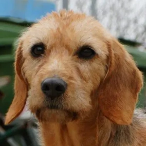 Tharu, geb. ca. 01 2024, lebt in GRIECHENLAND, im städt. Tierheim Serres 