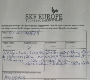 Bruteier reinrasssige Silverudds Blä (SKF) Bild 5