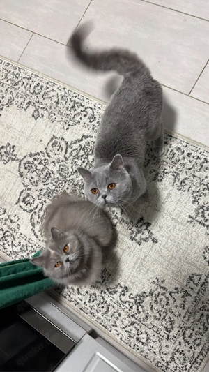  Edles Britisch Kurzhaar & Langhaar Pärchen   nur gemeinsam abzugeben