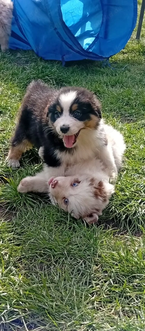Australian Shepherd Welpen 