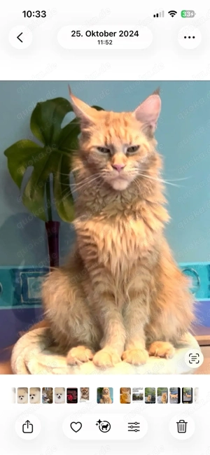 Meine Coon katzenbabys